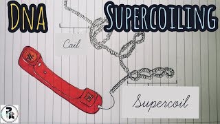 DNA Supercoiling paperpenbiology [upl. by Htiekal541]