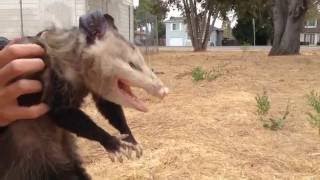 Wild Opossum Playing Dead Fremont California [upl. by Streetman]