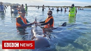 Rescuers save whales from notorious stranding spot  BBC News [upl. by Ecikram]