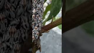 shorts Swarming insects passing through the gardens of our Ecolodge insectswarms [upl. by Yeffej]