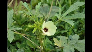 How toxic DDVP insecticides could be to okra plants [upl. by Anselm405]