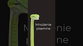 Dopaminowe Mnożenie Pisemne [upl. by Onavlis597]