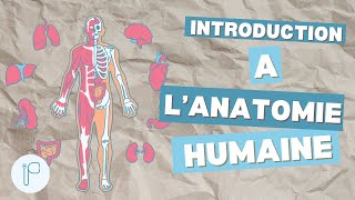 L’ introduction à l’anatomie première année médecine [upl. by Busiek823]