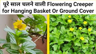 Wedelia Trilobata Creeping Daisy Flowering Plant Care In Pot  In Hindi 🍀🌿🌺 [upl. by Svend309]