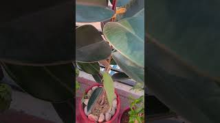 Rubber plant  beautiful plant  gardening  healthy plant  youtube  viral shorts [upl. by Sinnelg518]