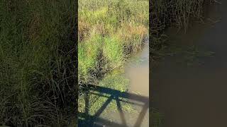 Brisbane Water Lawn Lilaeopsis brisbanensis in Brisbane River natural habitat [upl. by Hbahsur]