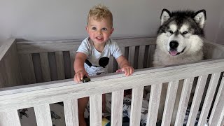 Giant Husky Wont Leave Babies Bed They Are So Cute Together [upl. by Hahcim]