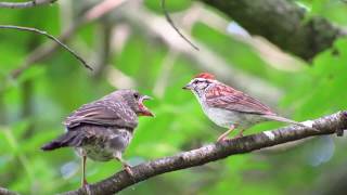 Cowbird Fledgling bird cries for food raised by Chipping Sparrows BrownHeaded Brood Parasite [upl. by Zusman]