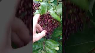 Gigantic Elderberry Clusters 10quot Across permaculture growyourownfood sustainability gardening [upl. by Bibi]