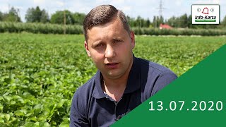 Rozsada truskawki komunikat jagodowy Agrosimex [upl. by Marijo]