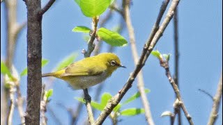 COORG—BIRDING GETAWAY [upl. by Mathilde571]