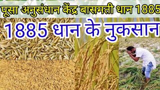 dhan1885  1885 dhan ka beej  1885 paddy variety [upl. by Clift]