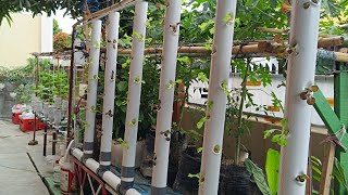 Build Vertical hydroponic farming with Aeroponic System aeroponic hydroponics [upl. by Nyssa]