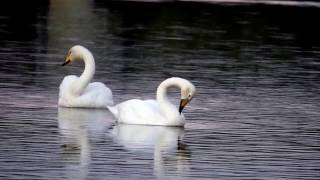 Tundra Swans Roosting in the River 1 コハクチョウが着水後に水を飲み羽繕い（冬の野鳥） [upl. by Carpio]