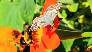 Fall Nectar CRAZE Butterflies and Bumblebees [upl. by Aieken]