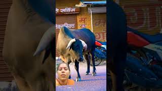 Govansh ke sir per third timer animals bull cow animallover theanimalfarm goatlovers animalfa [upl. by Esorrebma]