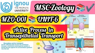 Active Transport in TRANSPITHELIAL TRANSPORT 📚👉 MZO001✔️💯 UNIT6📚science ignou msczoology msc [upl. by Ahsitauq]