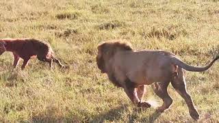 olobor lion vs 40 hyenas fight to death rare killinglion vs Hyena natgeoabudhabime [upl. by Ciryl]