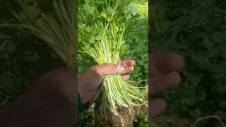 preço do coentro ta bom no mercado🥦 [upl. by Jea]