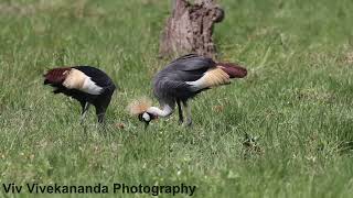 Watch a Grey Crowned Crane family of 3 chicks feeding at a wetland in Masai Mara Kenya [upl. by Eeram961]