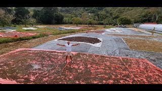 El café como atractivo turístico en Barahona [upl. by Fairleigh]