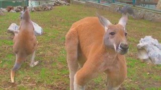 Crveni kengur  Red Kangaroo  Macropus rufus [upl. by Starinsky]