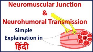 Neuromusular Junction and Neurohumoral Transmission simple explaination in Hindi  Bhushan Science [upl. by Navar476]