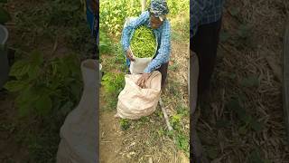 Harvesting cluster beans farming [upl. by Bijan354]