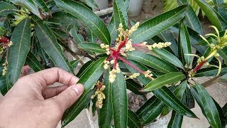 How to graft mango tree [upl. by Eityak]