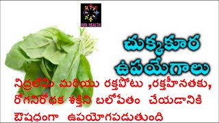 Chukkakura Sorrel leaveshealth benefits in telugu [upl. by Primo]