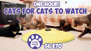 Cats For Cats To Watch  ONE HOUR  Cat Videos  Cats Playing  Entertainment For Cats  S6 E70 [upl. by Anselma884]