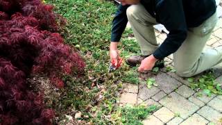 Spring Pruning Trees and Shrubs [upl. by Onairda]