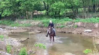 Honey Badger at McNatt Farms Horse for sale [upl. by Notelrac]