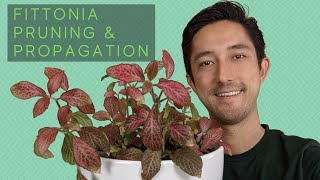 Fittonia Pruning amp Propagation  Water vs Soil For Starting New Nerve Plants [upl. by Lounge277]