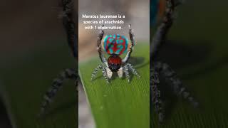 Maratus laurenae is a species of arachnids with 1 observation spider peacockspider insects [upl. by Ximenez208]