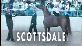 Scottsdale Arabian Horse Show [upl. by Ethben]