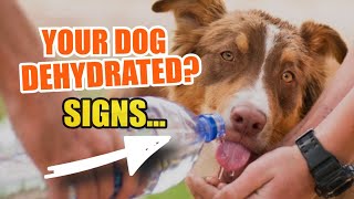 🐶HOW do you KNOW if a DOG is DEHYDRATED⚠️Signs [upl. by Yi291]