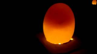 Identifying good eggs in candeling [upl. by Neelyhtak]