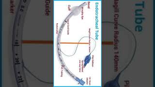 Part of Endotracheal Tube [upl. by Araht416]