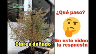 Jardinería CIPRÉS ENFERMO POR MALA SIEMBRA [upl. by Dorej]