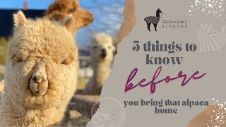 5 Things to know before you bring an alpaca home [upl. by Cofsky431]