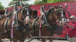 Budweiser Clydesdales visit Western New York [upl. by Renba]