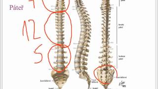 Kosterní soustava [upl. by Areyk]