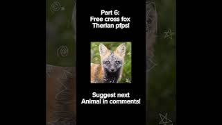 Part 6 Free cross fox therian pfps  Free No credit needed  Therian crossfox antizoo [upl. by Getter]