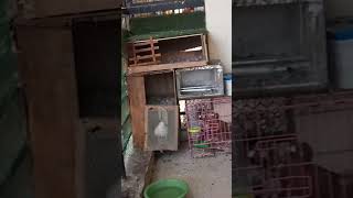 Only high flyer pigeons topquality highflyer pigeon kabutar viralvideo trending [upl. by Nilats]