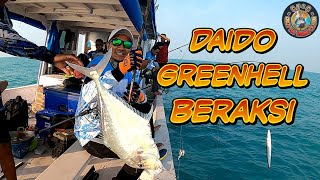 Daido Green Hell Melengkung Lagi Di Laut Mundu  KM El Samudra [upl. by Guinna]