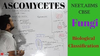 Ascomycetes  FungiBiological classsification  Vinay Biology [upl. by Ennaeus]