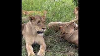 Large Monwana Lion Pride  Timbavati  4 February 2024 [upl. by Akitan]