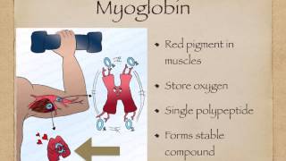 AS level G5 Foetal haemoglobin and myoglobin Ms Cooper [upl. by Leisam]