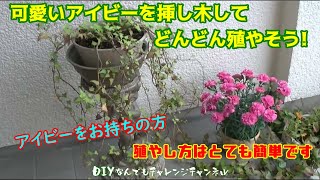 【アイビーの増やし方】可愛いアイビー（ヘデラ）を挿し木してどんどん殖やそう！殖やし方はとても簡単です。 [upl. by Treulich736]